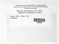 Xylaria hypoxylon image